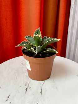 Агава Титанота Блю Айс, D12см Н15см, 1шт, Нидерланды