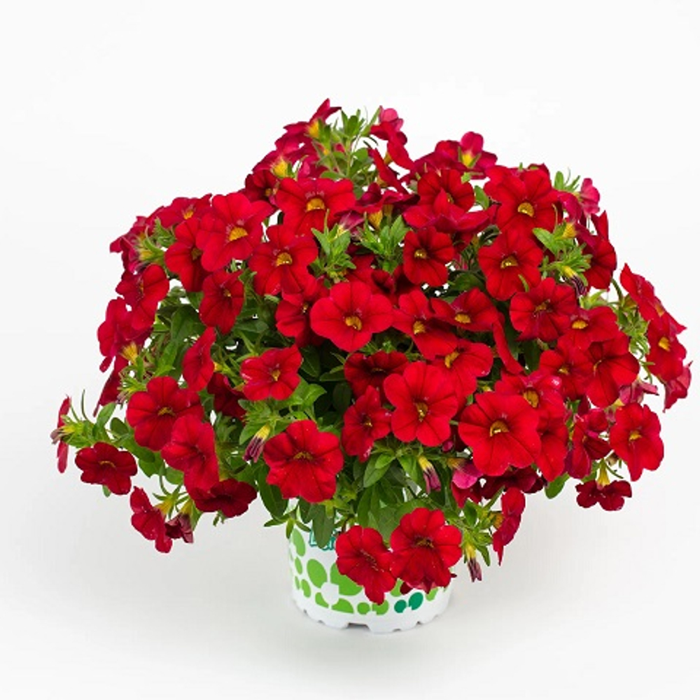 Калибрахоа Colibri Bright Red р9 1шт