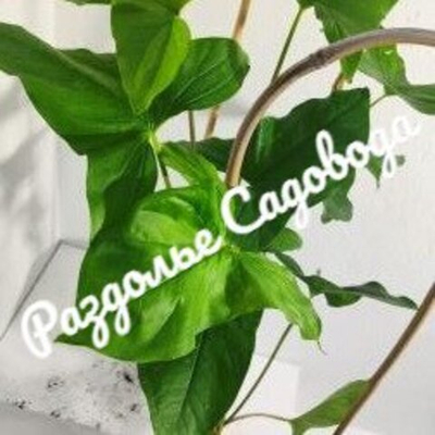 Сингониум ножколистный