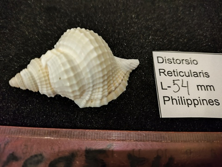 Дисторсио Ретикуларис