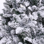 Ёлка «Снежные огни» 180 см, ПВХ с белым напылением 230 ламп LED (728 веток)