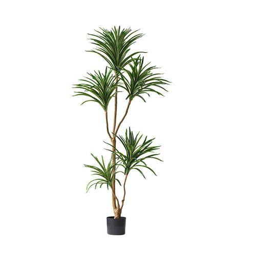 Драцена окаймленная 155 см.