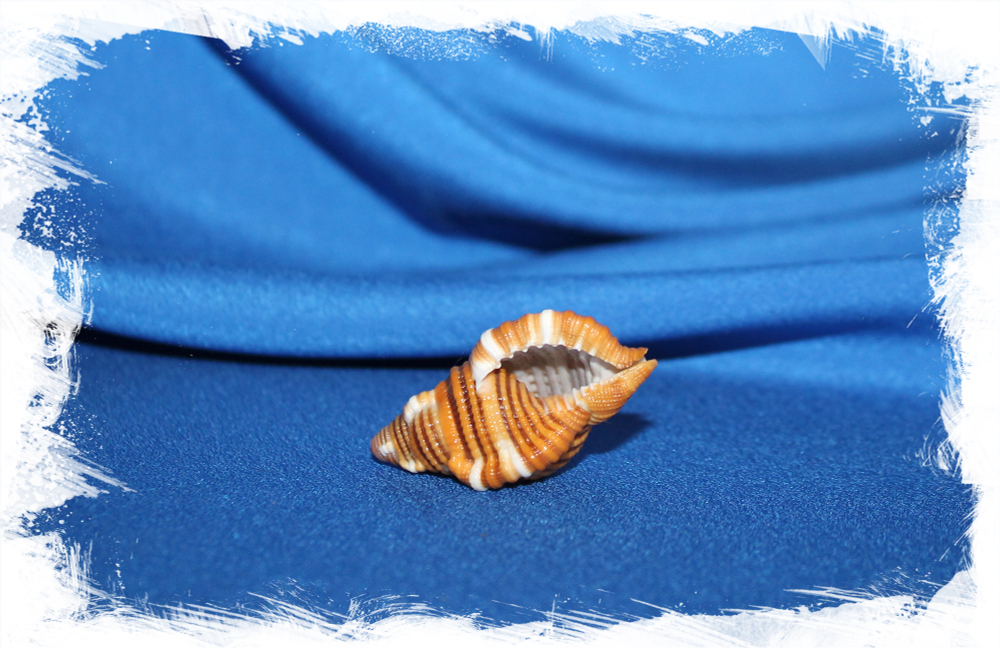 Septa hepatica, Cymatium Hepaticum