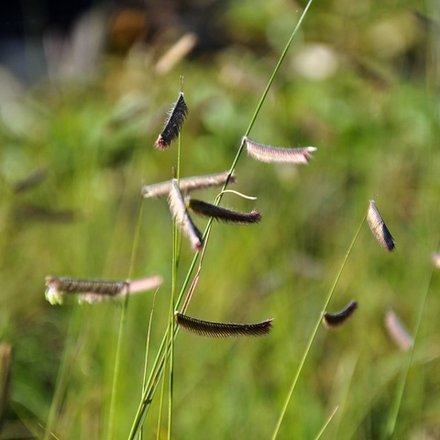 Бутелуа изящная. Bouteloua gracilis.
