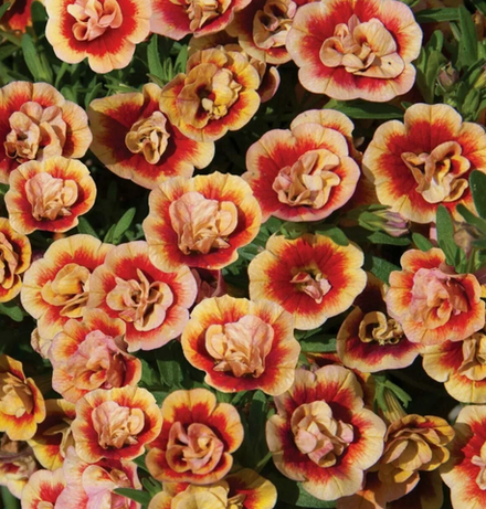 ЕВРО Калибрахоа Orange Tastic укорененный черенок ОКС начало декабря