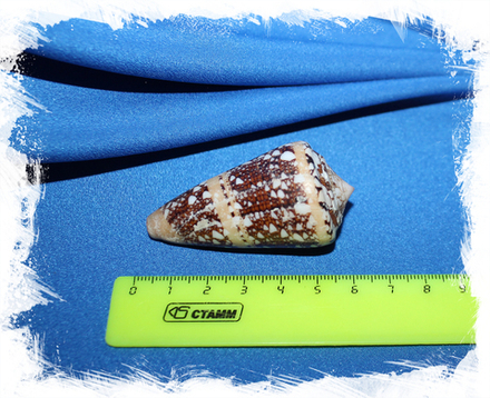 Конус аммиралис (Conus ammiralis)