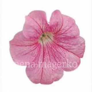 Петуния  крупноцветковая Игл Пастель Пинк F1  100 драже