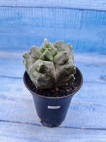 Astrophytum Myriostigma monstrosa (Астрофитум)