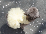157 PA-DR Платье-пачка "Puppy Angel - TUTU Dress"