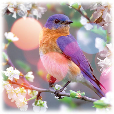 Практический Интенсив «Магические Часы Птиц». Вебинар 2