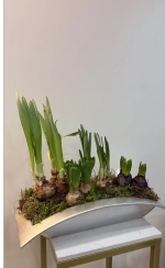 Композиция из луковичных первоцветов в кашпо