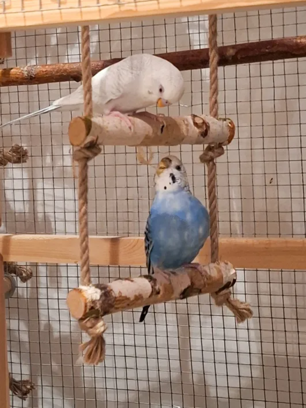 Лесенка многоярусная подвесная для птиц