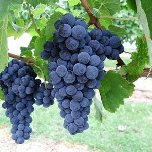 Саперави (Saperavi) - красный сорт винограда