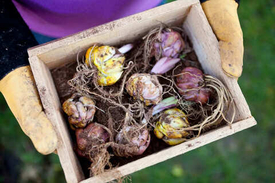 Правила хранения лилий до весны