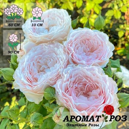 Мисаки (Misaki)