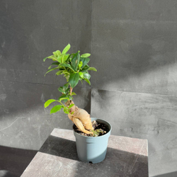 Фикус микрокарпа (Ficus microcarpa Ginseng)
