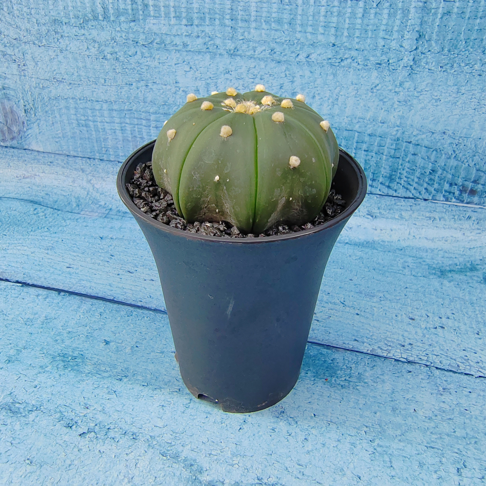 Astrophytum Asterias (Астрофитум)