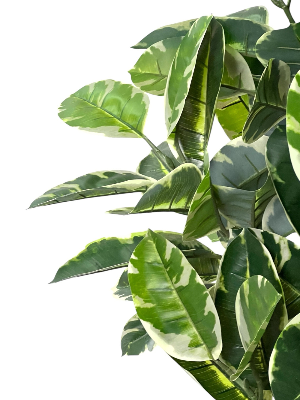 Фикус Эластика Тинеке 150 см.