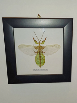 Палочник листовидный Phyllium bioculatum в рамке