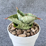 Сансевиерия LION HEART