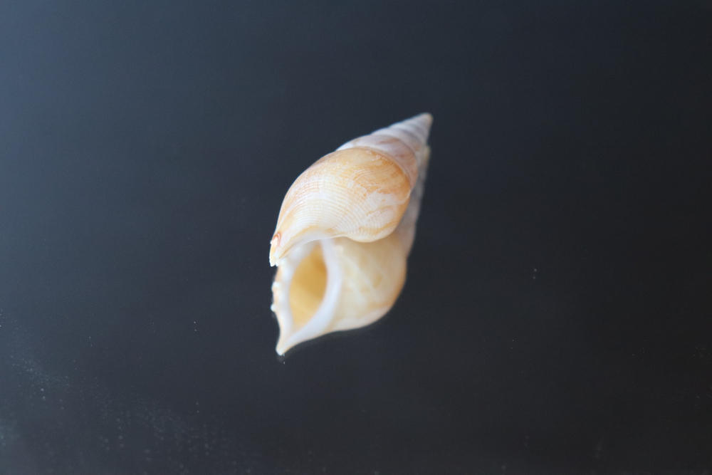 Ракушка тибия деликатула (Rostellariella delicatula)