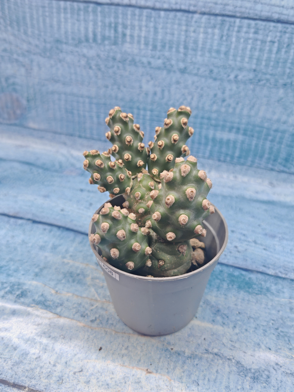 Tephrocactus Molinensis (Тефрокактус)