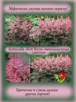 Астильба Кей Вест темнолистная