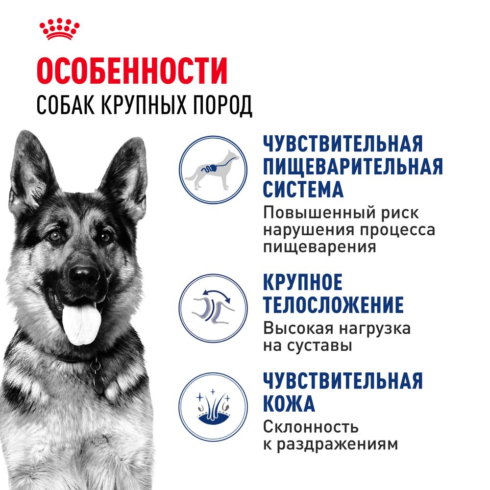 Сухой корм Royal Canin Maxi Adult для взрослых собак крупных размеров от 15 месяцев до 5 лет