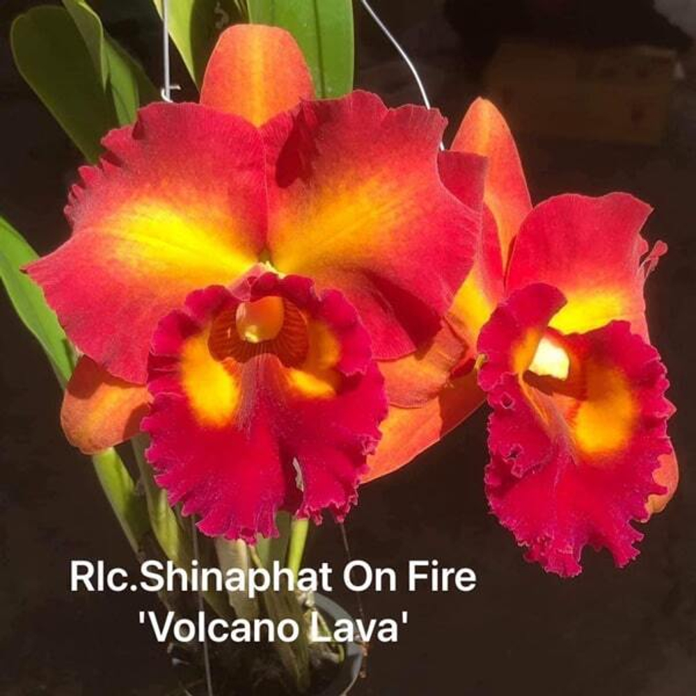Орхидея ринхолелиокаттлея RLC. SHINAPHAT ON FIRE VOLCANO LAVA