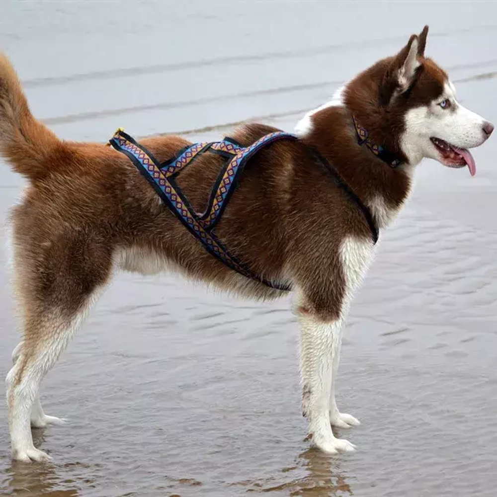 шлейка для ездового спорт этно