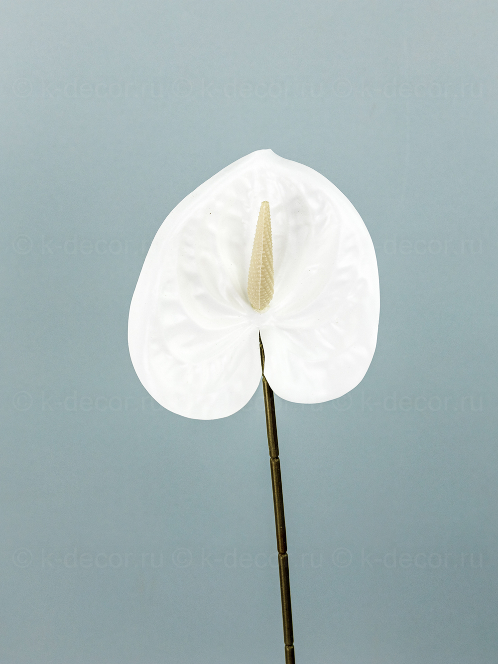 Антуриум Элайза Мини