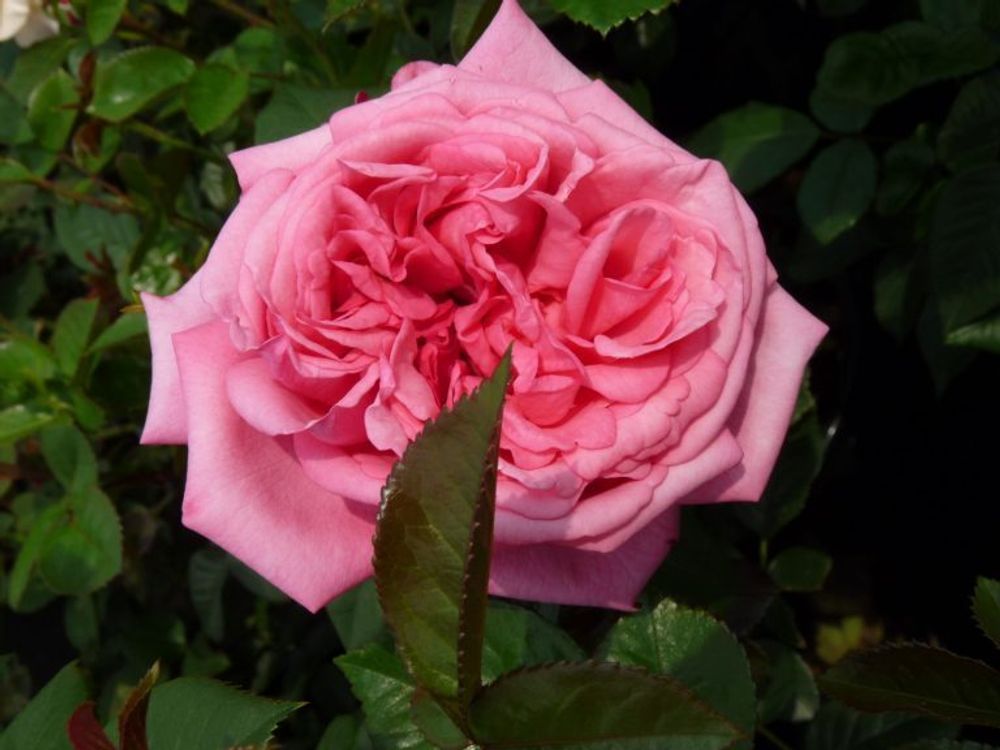 Ромина (Romina)