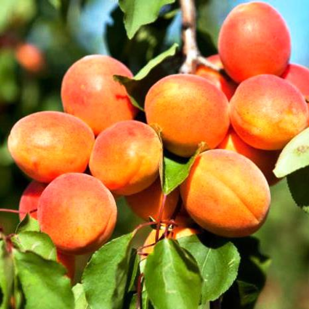 Абрикос Чемпион Севера