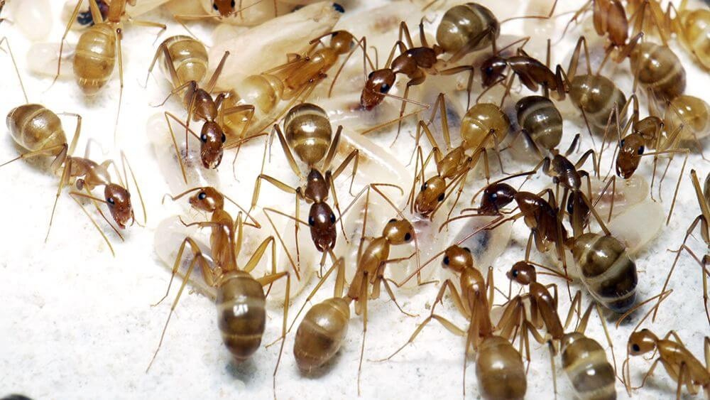 Муравьи Camponotus pseudoirritans (Китайский муравей-древоточец)