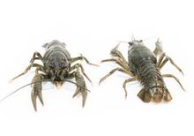 Живые раки мелкие~1кг