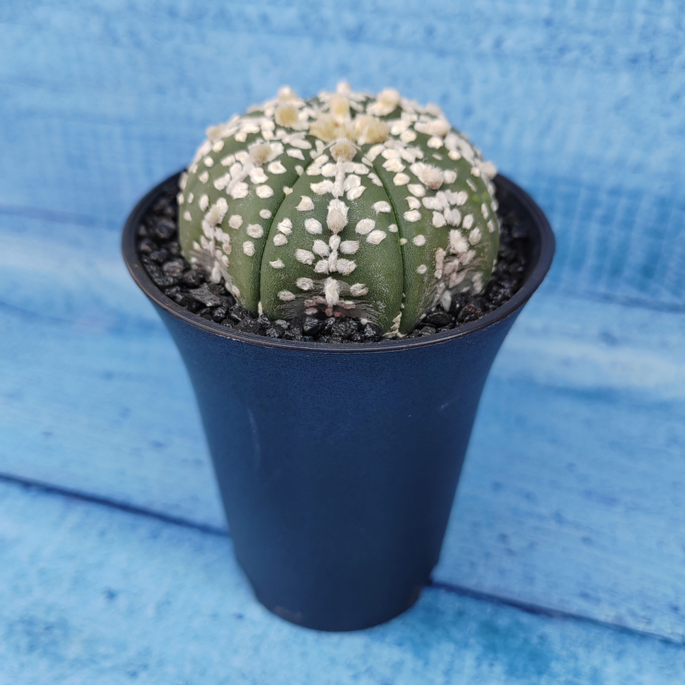 Astrophytum Asterias (Астрофитум)
