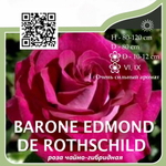 Роза чайно-гибридная "Baron Edmond de Rothschild"