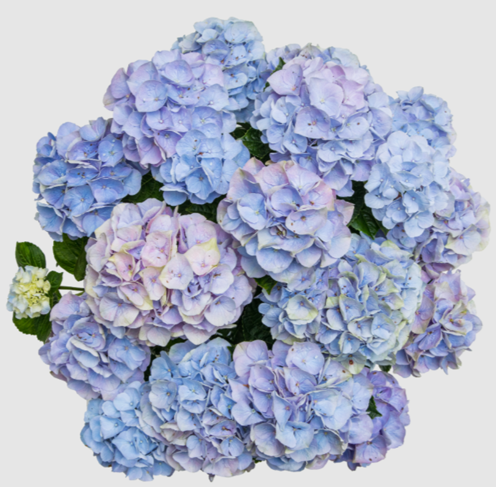 Vox Pastel Blue (Вокс Пастел Блю) Р14 Европа 2026