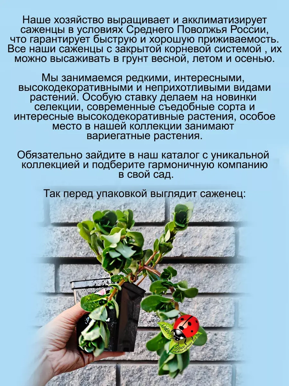 Портулак Вегетативный Елоу ампельный почвопокровный