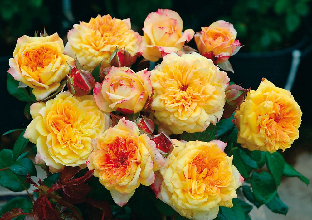 Жордж Донжан (Georges Denjean)