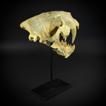 Homotherium на стойке