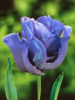 Тюльпан Попугайный Блю Пэррот