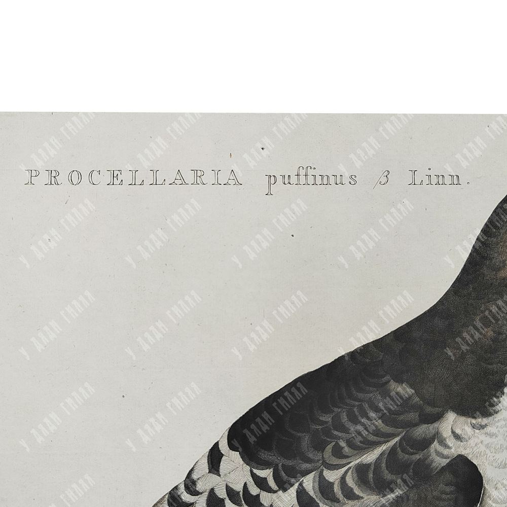 Зепп Ян Кристиан. Мэнский буревестник. Гравюра на меди, акварель. Амстердам. 1809 г.