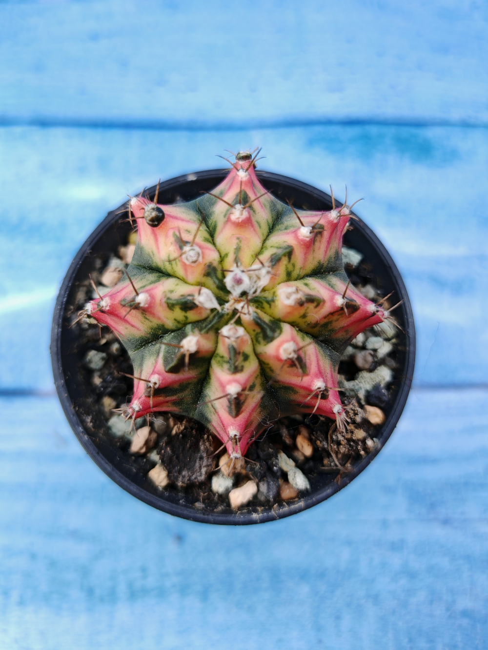 Gymnocalycium Variegata (Гимнокалициум Вариегатный)