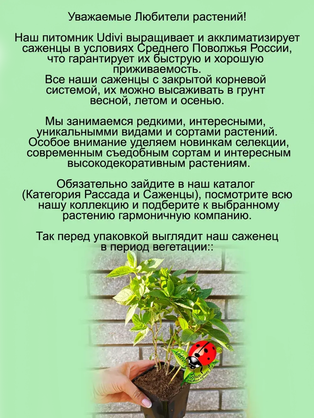 Гортензия Бонфаер метельчатая красная