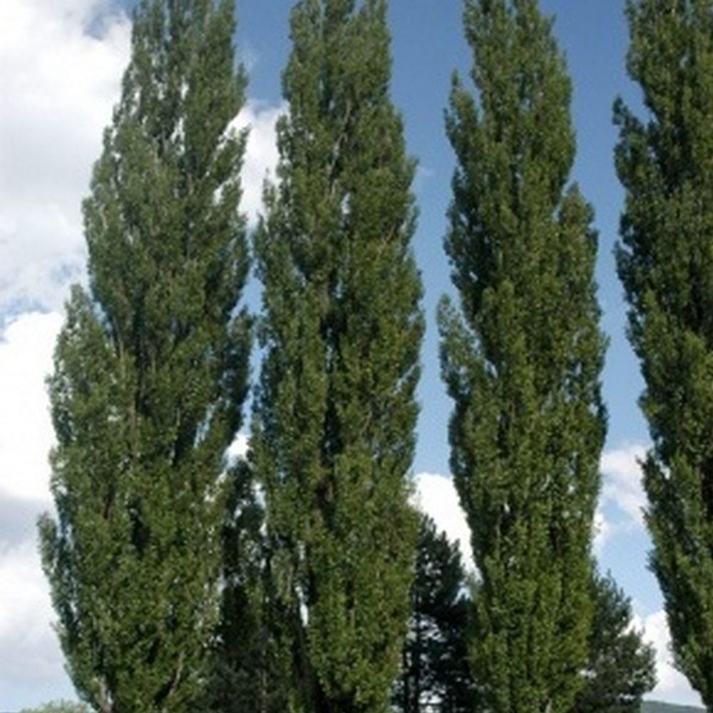 Тополь пирамидальный Populus pyramidalis (Italica)