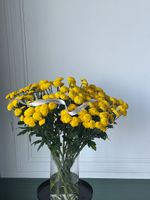 Хризантема в желтом оттенке