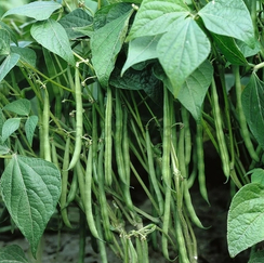 Паверон семена фасоли (Syngenta / Сингента)