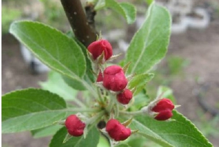 Яблоня декоративная Красноцветковая зеленолистная