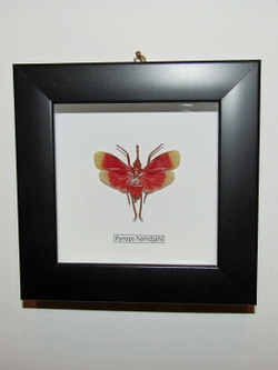 Фонарница Pyrops hamdjahi в рамке